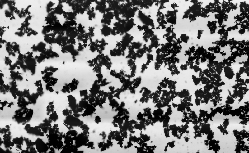 Imagen: micrografía de carbón activado /cc Wikipedia.